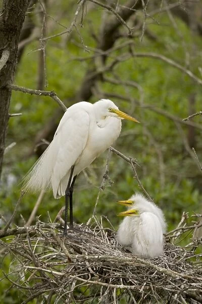 Great Egret - Adult with young on nest - Distinguished from most other white herons by large size ( L39' W51') - Common in marshes-mangroves swamps-mud flats - Partial to open habitats for feeding - stalks prey slowly