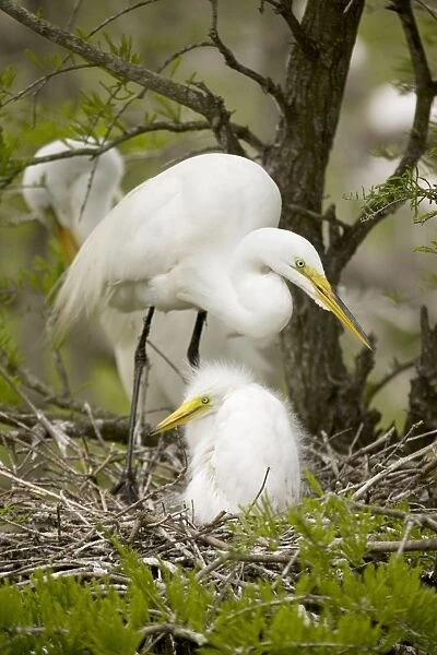 Great Egret - adult with young on nest - Distinguished from most other white herons by large size ( L39' W51') - Common in marshes-mangroves swamps-mud flats - Partial to open habitats for feeding - stalks prey slowly