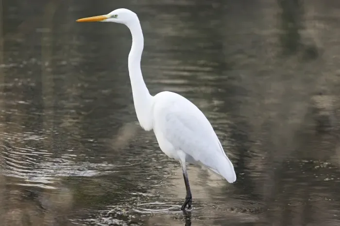 Framed Print : Great Egret. Alsace - France Framed Print : Great Egret. Alsace - France