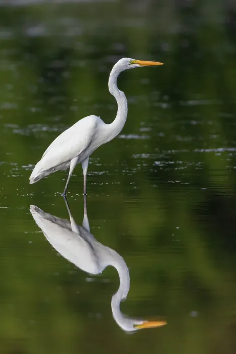 Framed Print : Great Egret (Ardea alba) fishing in wetland Marion County, Illinois. Date: 12-08-2020 Framed Print : Great Egret (Ardea alba) fishing in wetland Marion County, Illinois. Date: 12-08-2020