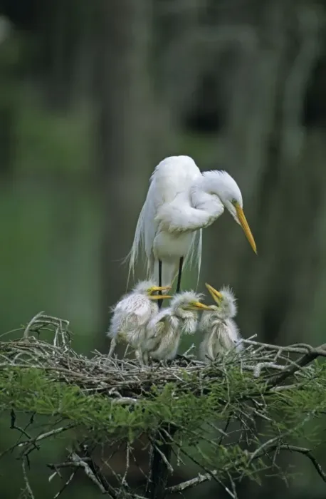 Framed Print : Great Egret (Casmerodius albus) - With young on nest - Louisiana - Distinguished from most other white herons by large size ( L39 W51') - Common in marshes-mangroves swamps-mud flats - Partial to open habitats for feeding - stalks prey Framed Print : Great Egret (Casmerodius albus) - With young on nest - Louisiana - Distinguished from most other white herons by large size ( L39 W51') - Common in marshes-mangroves swamps-mud flats - Partial to open habitats for feeding - stalks prey