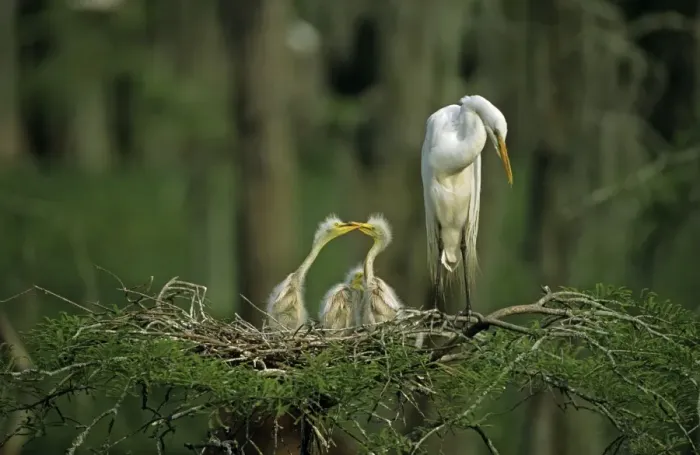 Framed Print : Great Egret (Casmerodius albus) - With young on nest - Louisiana - Distinguished from most other white herons by large size ( L39 W51') - Common in marshes-mangroves swamps-mud flats - Partial to open habitats for feeding - stalks prey Framed Print : Great Egret (Casmerodius albus) - With young on nest - Louisiana - Distinguished from most other white herons by large size ( L39 W51') - Common in marshes-mangroves swamps-mud flats - Partial to open habitats for feeding - stalks prey