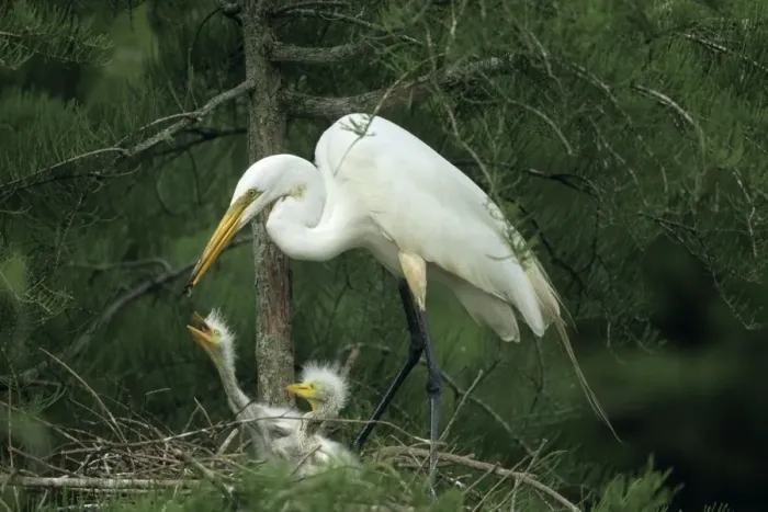 Framed Print : Great Egret (Casmerodius albus) - Feeding young on nest - Louisiana - Distinguished from most other white herons by large size ( L39 W51') - Common in marshes-mangroves swamps-mud flats - Partial to open habitats for feeding - stalks prey Framed Print : Great Egret (Casmerodius albus) - Feeding young on nest - Louisiana - Distinguished from most other white herons by large size ( L39 W51') - Common in marshes-mangroves swamps-mud flats - Partial to open habitats for feeding - stalks prey