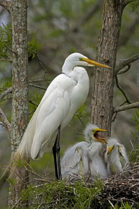Framed Print : Great Egret (Casmerodius albus) - With young on nest - Louisiana - USA - Distinguished from most other white herons by large size ( L39 W51') Framed Print : Great Egret (Casmerodius albus) - With young on nest - Louisiana - USA - Distinguished from most other white herons by large size ( L39 W51')