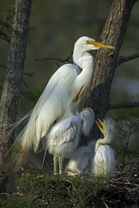 Framed Print : Great Egret (Casmerodius albus) - With young on nest - Louisiana - USA - Distinguished from most other white herons by large size ( L39 W51') Framed Print : Great Egret (Casmerodius albus) - With young on nest - Louisiana - USA - Distinguished from most other white herons by large size ( L39 W51')
