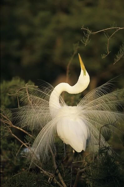 Great Egret (Casmerodius albus) - In breeding plumage with long plumes trailing from back extending beyond tail - In Display - Louisiana - Distinguished from most other white herons by large size ( L39' W51')