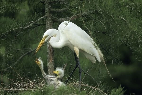 Great Egret (Casmerodius albus) - Feeding young on nest - Louisiana - Distinguished from most other white herons by large size ( L39' W51') - Common in marshes-mangroves swamps-mud flats - Partial to open habitats for feeding - stalks prey