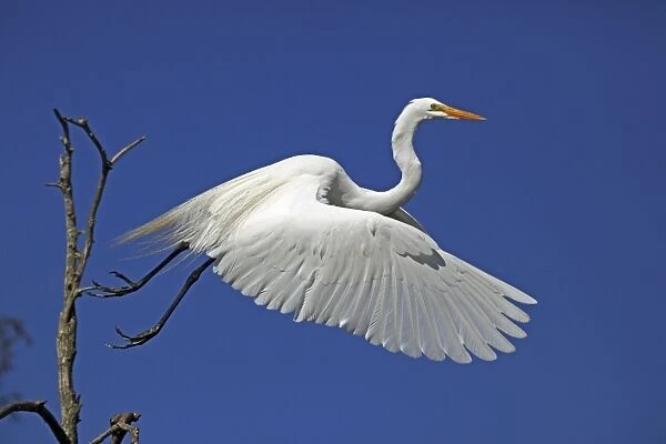 Great Egret (Casmerodius albus) - In flight - Louisiana - Distinguished from most other white herons by large size ( L39' W51') - Common in marshes-mangroves swamps-mud flats - Partial to open habitats for feeding - stalks prey slowly