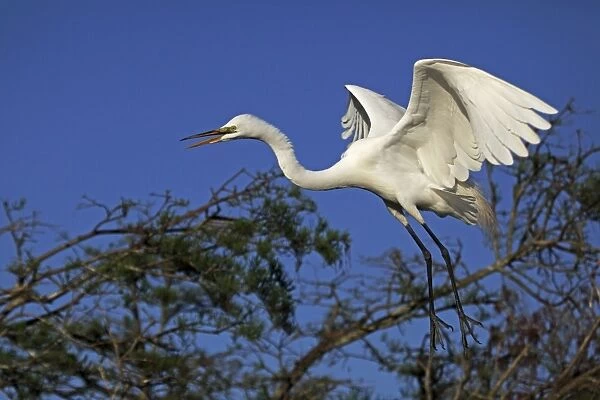 Great Egret (Casmerodius albus) - In flight - Louisiana - Distinguished from most other white herons by large size ( L39' W51') - Common in marshes-mangroves swamps-mud flats - Partial to open habitats for feeding - stalks prey slowly