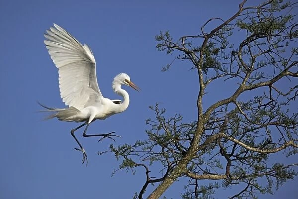 Great Egret (Casmerodius albus) - Landing on Tree - Louisiana - USA -Distinguished from most other white herons by large size ( L39' W51') - Common in marshes-mangroves swamps-mud flats - Partial to open habitats for feeding - stalks prey