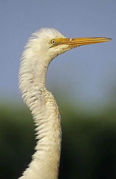 Great Egret (Casmerodius albus) - Louisiana - Close-up - Distinguished from most other white herons by large size ( L39' W51') - Common in marshes-mangroves swamps-mud flats - Partial to open habitats for feeding - stalks prey slowly