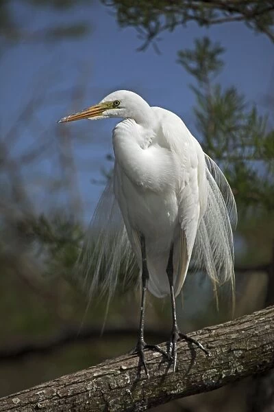 Great Egret (Casmerodius albus) - Perched on branch - Louisiana - Distinguished from most other white herons by large size ( L39' W51') - Common in marshes-mangroves swamps-mud flats - Partial to open habitats for feeding - stalks prey