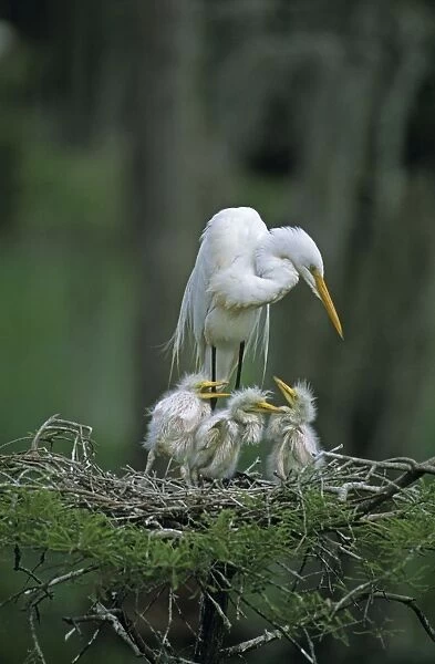 Great Egret (Casmerodius albus) - With young on nest - Louisiana - Distinguished from most other white herons by large size ( L39' W51') - Common in marshes-mangroves swamps-mud flats - Partial to open habitats for feeding - stalks prey