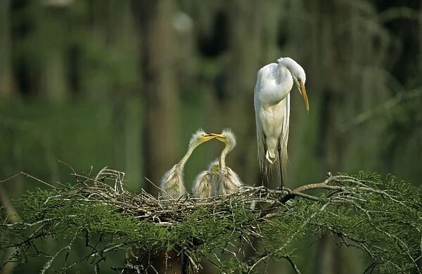 Great Egret (Casmerodius albus) - With young on nest - Louisiana - Distinguished from most other white herons by large size ( L39' W51') - Common in marshes-mangroves swamps-mud flats - Partial to open habitats for feeding - stalks prey