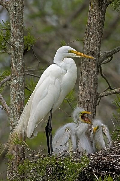 Great Egret (Casmerodius albus) - With young on nest - Louisiana - USA - Distinguished from most other white herons by large size ( L39' W51')