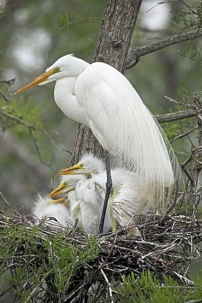 Great Egret (Casmerodius albus) - With young on nest - Louisiana - USA - Distinguished from most other white herons by large size ( L39' W51')