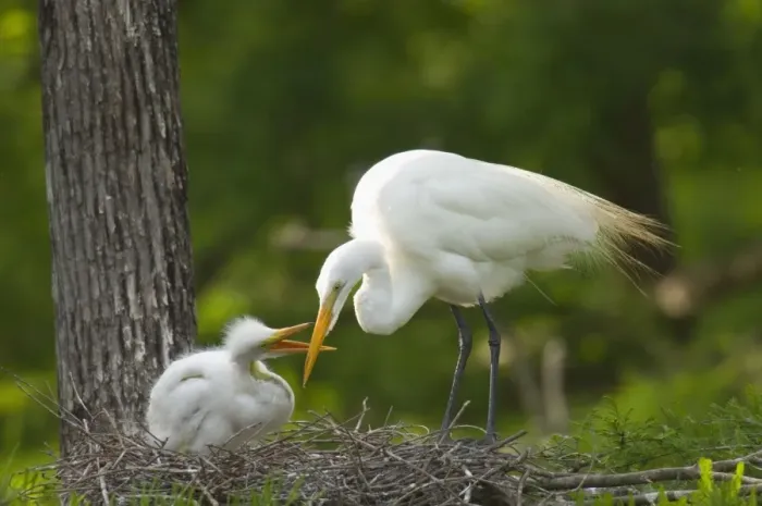 Framed Print : Great Egret / Common Egret - At nest feeding young. Louisiana. USA, May. _TPL4437 Framed Print : Great Egret / Common Egret - At nest feeding young. Louisiana. USA, May. _TPL4437
