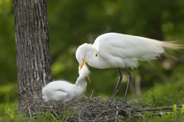 Framed Print : Great Egret / Common Egret - At nest feeding young. Louisiana. USA _TPL4436 Framed Print : Great Egret / Common Egret - At nest feeding young. Louisiana. USA _TPL4436