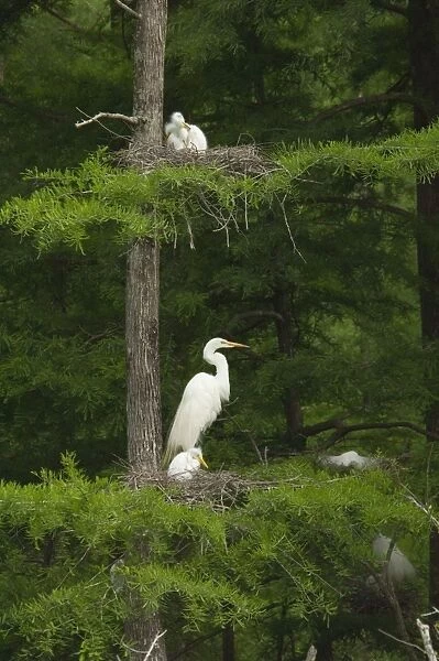 Great Egret  /  Common Egret - At nest feeding young. Louisiana. USA _TPL4348