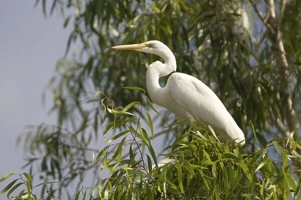 Great Egret - in a eucalypt tree along the Manning River, Mt Barnett, Gibb River Road, Kimberley, Western Australia