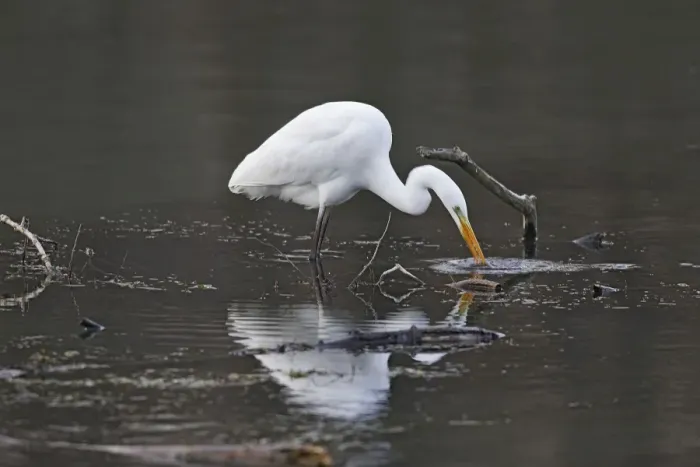 Framed Print : Great Egret - feeding. Alsace - France Framed Print : Great Egret - feeding. Alsace - France