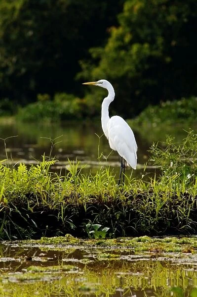Great Egret feeds on fish in an oxbow lake in Kinabatangan river floodplain, typical; Sabah, Borneo, Malaysia; June Ma39. 3118