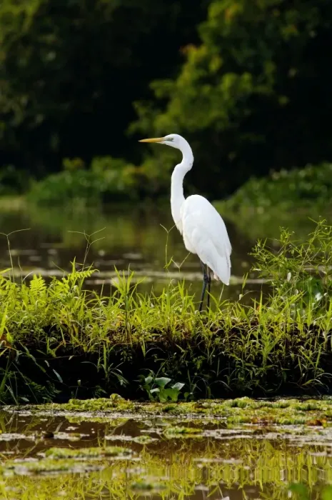 Framed Print : Great Egret feeds on fish in an oxbow lake in Kinabatangan river floodplain, typical; Sabah, Borneo, Malaysia; June Ma39. 3118 Framed Print : Great Egret feeds on fish in an oxbow lake in Kinabatangan river floodplain, typical; Sabah, Borneo, Malaysia; June Ma39. 3118