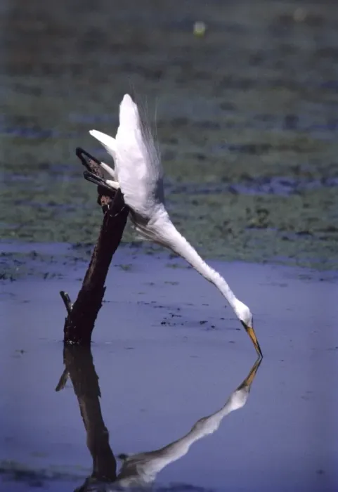 Framed Print : Great Egret - fishing Keoladeo National Park, Bharatpur, India Framed Print : Great Egret - fishing Keoladeo National Park, Bharatpur, India