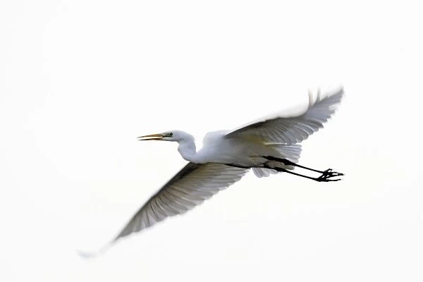 Great Egret - in flight. Alsace - France