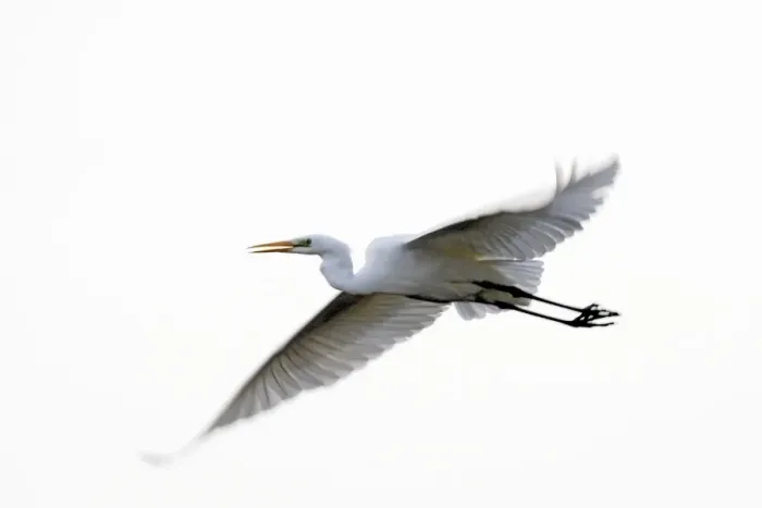 Framed Print : Great Egret - in flight. Alsace - France