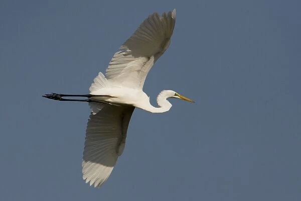 Great Egret in flight Inhabits wetlands and marine mudflats throughout much of Australia except for the most arid regions. Flying above Parry Lagoons, near Wyndham, Western Australia