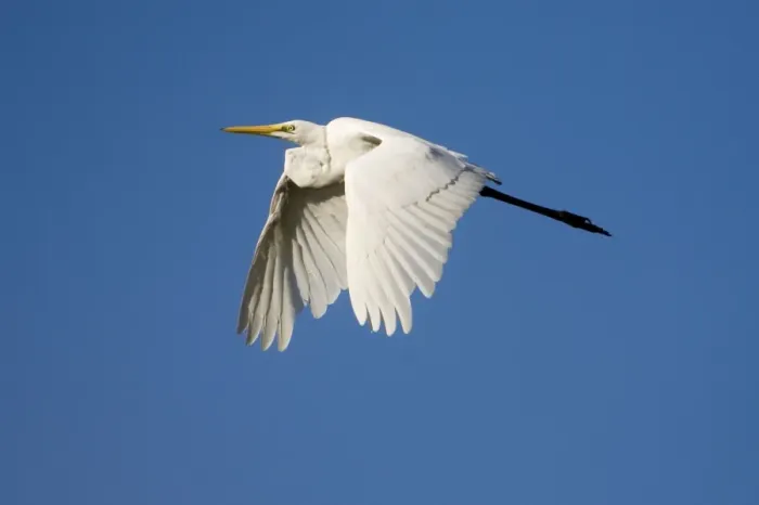 Framed Print : Great Egret in flight Inhabits wetlands and marine mudflats throughout much of Australia except for the most arid regions. Flying from an ephemeral wetland near Mt Barnett, Gibb River Road, Kimberley, Western Australia Framed Print : Great Egret in flight Inhabits wetlands and marine mudflats throughout much of Australia except for the most arid regions. Flying from an ephemeral wetland near Mt Barnett, Gibb River Road, Kimberley, Western Australia
