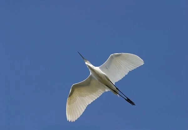 Great Egret Flying against a deep blue sky Queensland, Australia