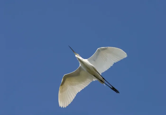 Framed Print : Great Egret Flying against a deep blue sky Queensland, Australia Framed Print : Great Egret Flying against a deep blue sky Queensland, Australia