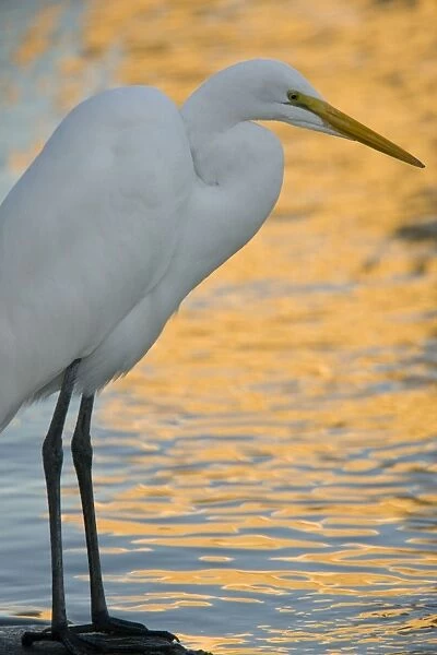 Great Egret  /  Great White Egret  /  Common Egret  /  Great White Heron - fishing on lake shore at sunset, golden reflections behind; California, United States