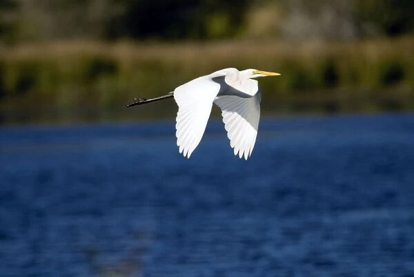 Great Egret  /  Great White Egret in flight. Andries Vosloo Kudu Reserve, nr Grahamstown, Eastern Cape, South Africa