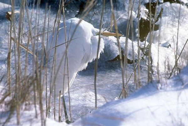 Great Egret - amongst icy reeds - Brigantine NWR