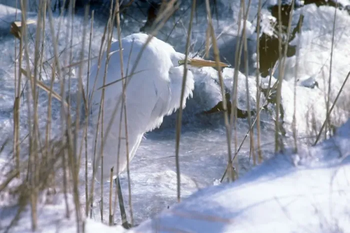 Framed Print : Great Egret - amongst icy reeds - Brigantine NWR Framed Print : Great Egret - amongst icy reeds - Brigantine NWR