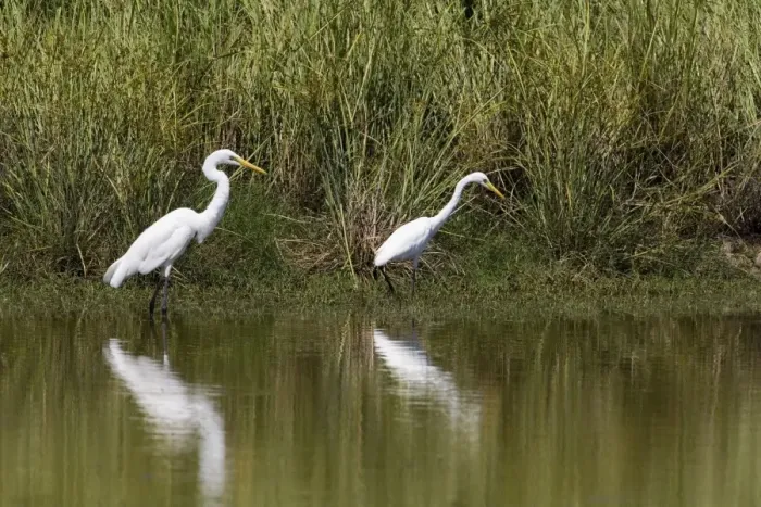 Framed Print : Great Egret and Intermediate Egret (Egretta intermedia) size comparison When seen alone these 2 species can sometimes be confusing. The rule of thumb is that the Intermediate Egret has a neck the same length as the body Framed Print : Great Egret and Intermediate Egret (Egretta intermedia) size comparison When seen alone these 2 species can sometimes be confusing. The rule of thumb is that the Intermediate Egret has a neck the same length as the body