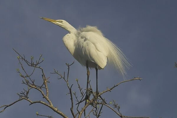 Great Egret - With lacy scapular plumes or aigrettes. Photographed at dawn at Buffalo Creek, Darwin, Northern Territory, Australia. Inhabits both coastal mudflats and estuaries and inland wetlands and flooded pasture