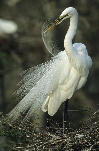 Great Egret - Preening feathers on nest - Louisiana - Distinguished from most other white herons by large size ( L39' W51') - Common in marshes-mangroves swamps-mud flats - Partial to open habitats for feeding - stalks prey slowly