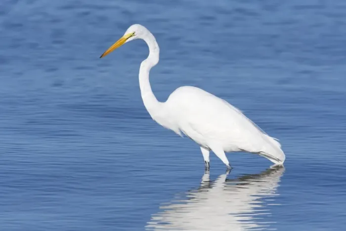 Framed Print : Great Egret - South Central Florida - USA - January Framed Print : Great Egret - South Central Florida - USA - January