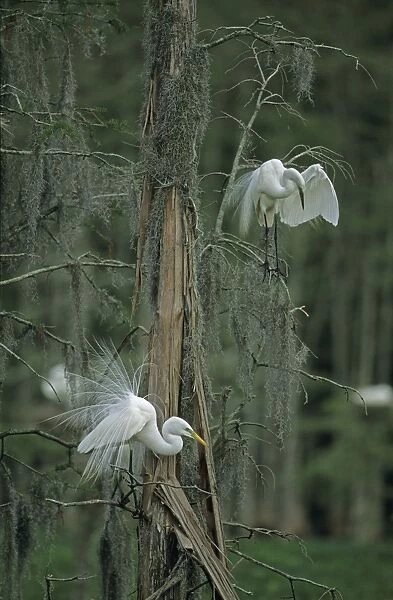 Great Egret - In tree. Louisiana, USA - Distinguished from most other white herons by large size ( L39' W51') - Common in marshes-mangroves swamps-mud flats - Partial to open habitats for feeding - stalks prey slowly