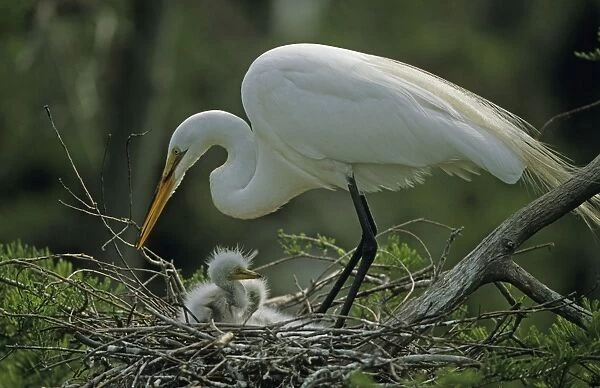 Great Egret - With young on nest - Louisiana - Distinguished from most other white herons by large size ( L39' W51') - Common in marshes-mangroves swamps-mud flats - Partial to open habitats for feeding - stalks prey slowly