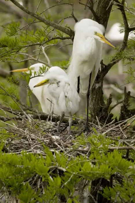 Framed Print : Great Egret - With young on nest - Louisiana - USA - Formerly called Common Egret and American Egret Framed Print : Great Egret - With young on nest - Louisiana - USA - Formerly called Common Egret and American Egret