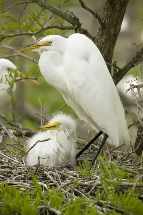 Framed Print : Great Egret - With young on nest - Louisiana - USA - Formerly called Common Egret and American Egret Framed Print : Great Egret - With young on nest - Louisiana - USA - Formerly called Common Egret and American Egret