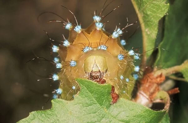 Great Emperor Moth Caterpillar eating