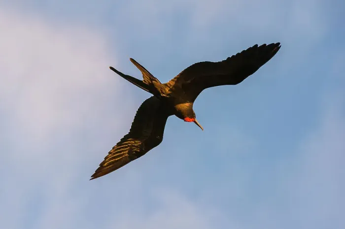 Framed Print : Great Frigate bird (Fregata minor ridgwayi), South Plaza Island, Galapagos islands, Ecuador. Date: 03-11-2017