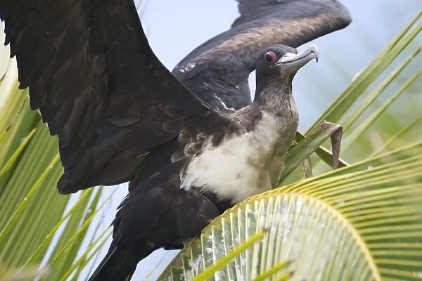 Great Frigatebird adult female - with wings outstretched