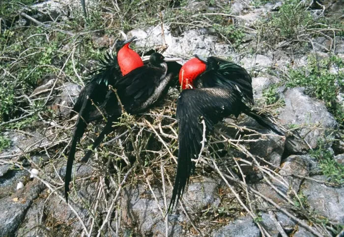 Framed Print : Great Frigatebird COS 846 Two males courting the same female, Tower (Genovesa) Is, Galapagos Fregata minor © Bill Coster / ARDEA LONDON Framed Print : Great Frigatebird COS 846 Two males courting the same female, Tower (Genovesa) Is, Galapagos Fregata minor © Bill Coster / ARDEA LONDON